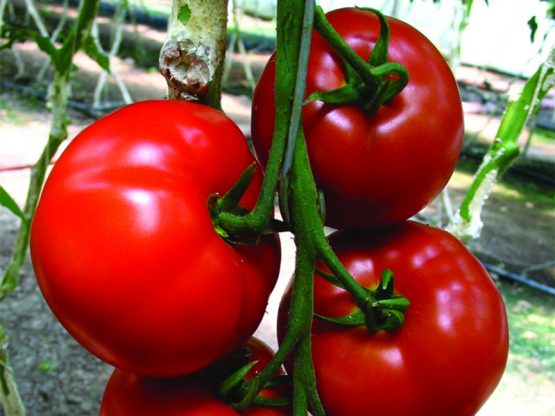 Paradajz Amati F1